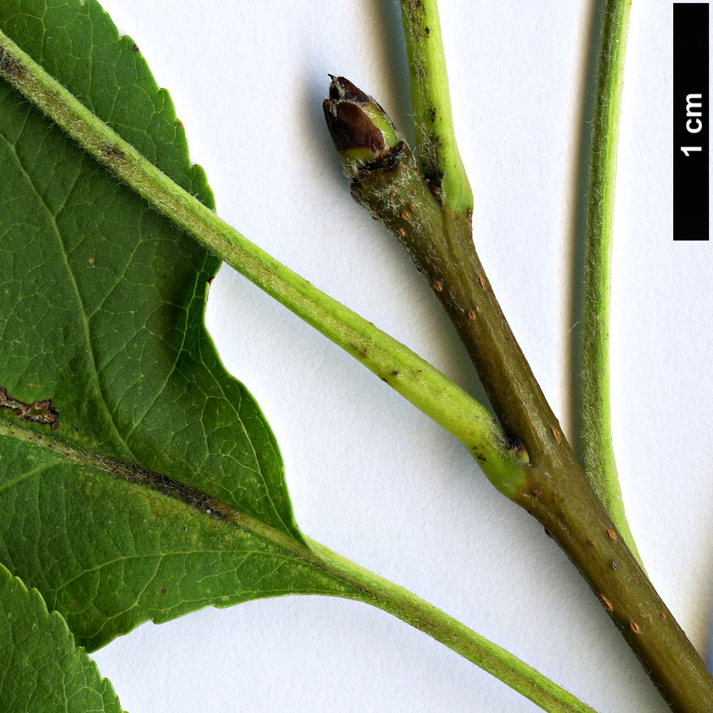 High resolution image: Family: Rosaceae - Genus: Malus - Taxon: prunifolia - SpeciesSub: var. rinkii